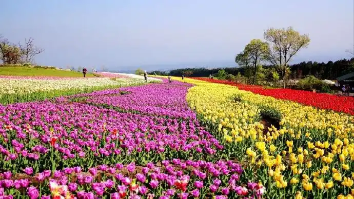 你遇见的最美花海