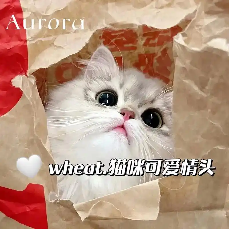 萌萌猫咪情头来啦