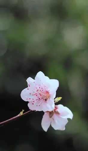 清香袅袅的桃花,图片大全,高清,图库-回车桌面