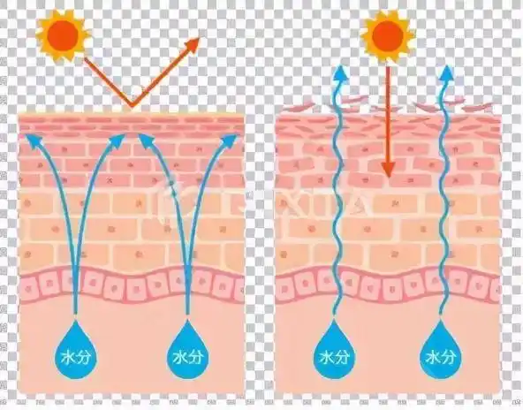 一旦遭遇寒风,太阳等刺激因素,表皮屏障受损导致皮肤内水分流失,皮肤