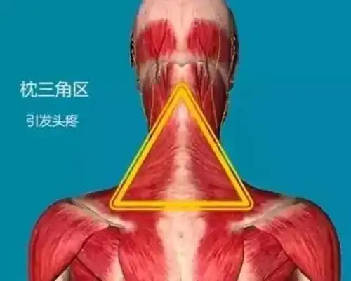 人体十大黄金三角区,养好了,百病不侵!值得收藏