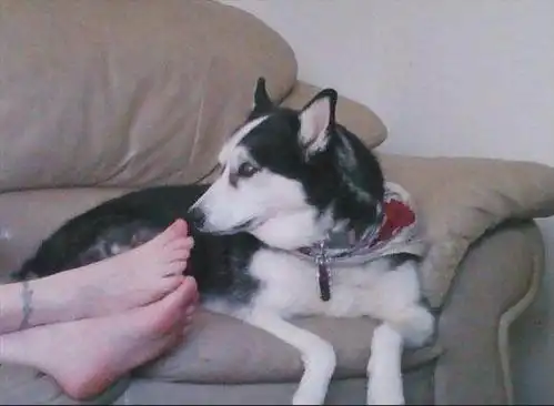 汪星人不小心闻了女主人的脚,这表情!狗生无望了!