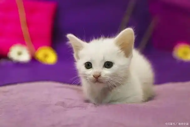 英短淡紫色很少见吗