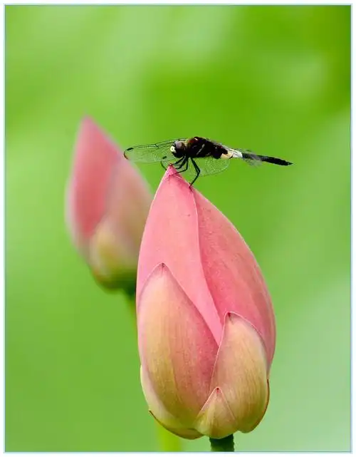 荷花蜻蜓