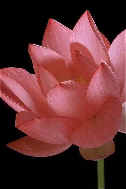 描写西方极乐世界时说:"极乐国土有七宝池,八功德水,池中莲花大如车轮