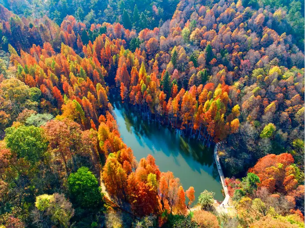 宝藏创作者计划# 每到季节交替时节,河南信阳波尔登森林公园的落羽杉