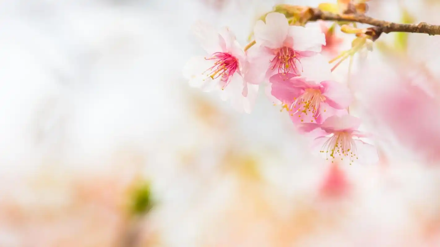 小清新养眼花卉图片桌面壁纸