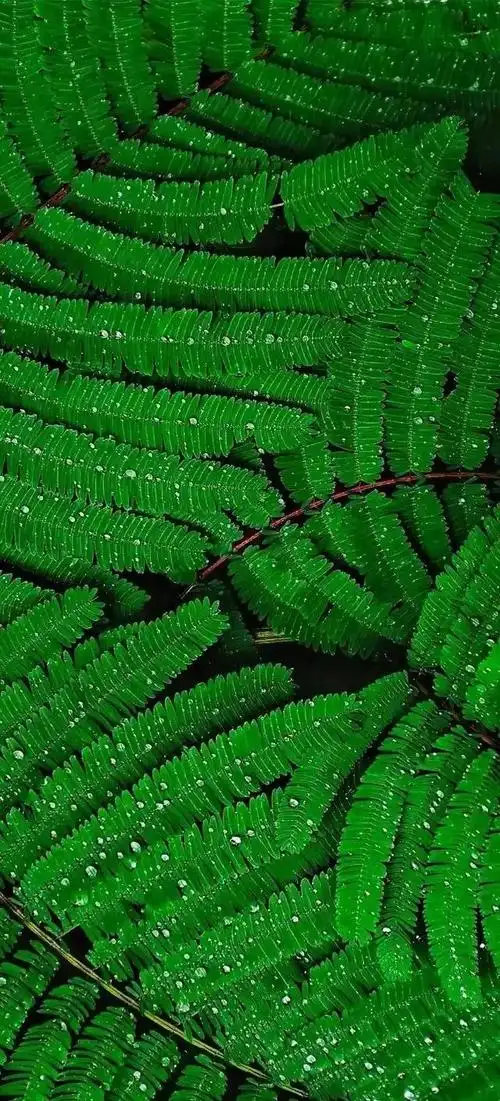 能否分享一下翡翠绿颜色的壁纸?-惠修网