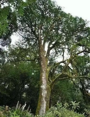 云南竟然有这么多"千年茶树王",你知道几个?