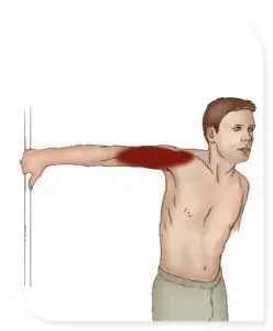 肱二头肌的拉伸b,双手握位越近,双臂尤其是二头肌,越受力.