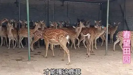 东北梅花鹿产鹿茸全部过程,一只两年的梅花鹿,一次能产多少鹿茸