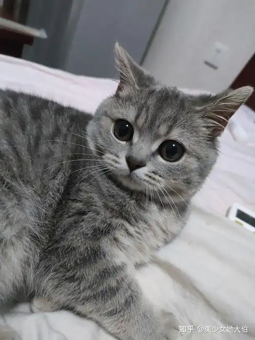 想问一下 蓝猫和虎斑配出来是什么样子的? - 知乎