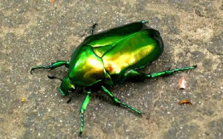 常见金龟子种类有哪些?