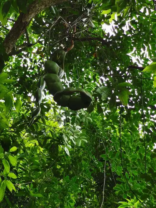 树上那个一长串的水果叫"过江龙",还是第一次见到呢,真想知道是什么