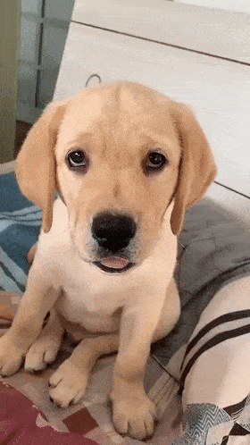 众所周知,歪头杀是狗子长盛不衰的卖萌法宝之一