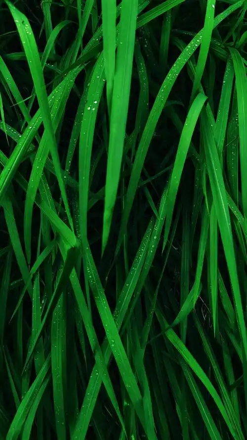 自己制作的手机屏保