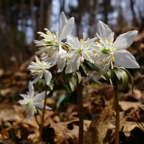 长白山最美野花100(上) ――――从早春到初夏