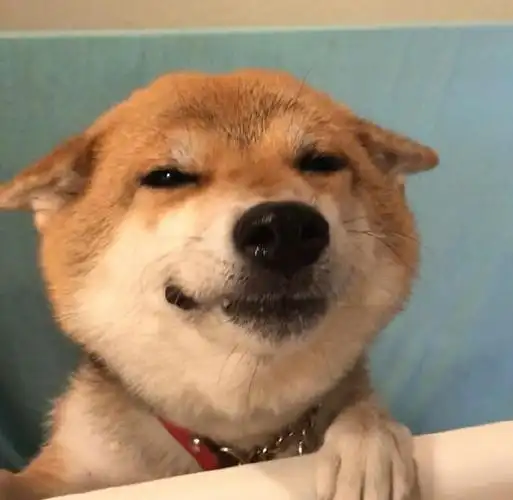 把你们手里好看的狗狗微信头像交出来