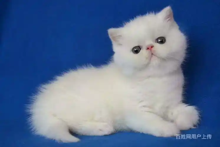 哪里有加菲猫卖的 加菲成年多大 猫多少钱一只