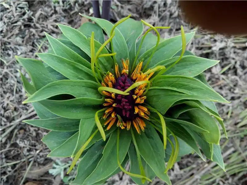 重楼成品干货供应图片|重楼成品干货供应产地|凉山产业 价格:1元/公斤