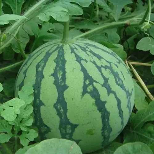 新鲜水果应季水果 绿色新鲜西瓜批发出售