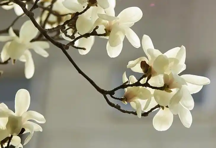 忘不了开(忘不了那年的木棉花开季)(图1)