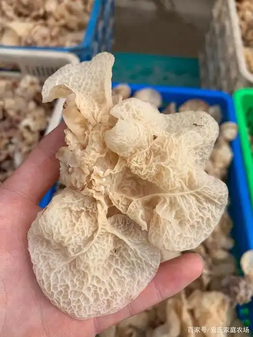 羊肚耳又叫珍珠菌