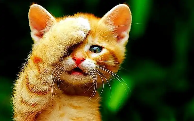 搞笑动画:盘点全网拍照最萌小猫咪,这姿势你给打几分?