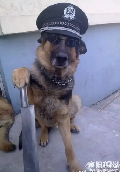 墨镜砍刀霸气十足的城管的狗