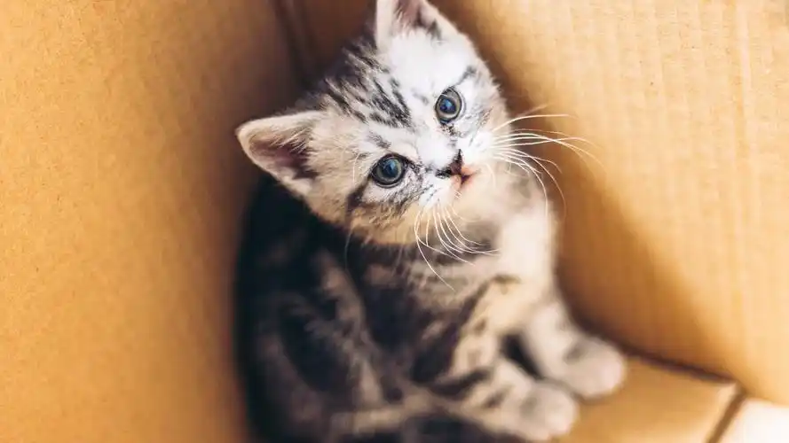 安装元气桌面,海量壁纸一键设置尺寸:3840x2160体积:2.