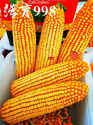 【强育998】小矮杆·大粗棒系列玉米新品种