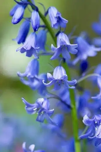 蓝铃花 又称"妖精的铃铛" ,别名:英国.