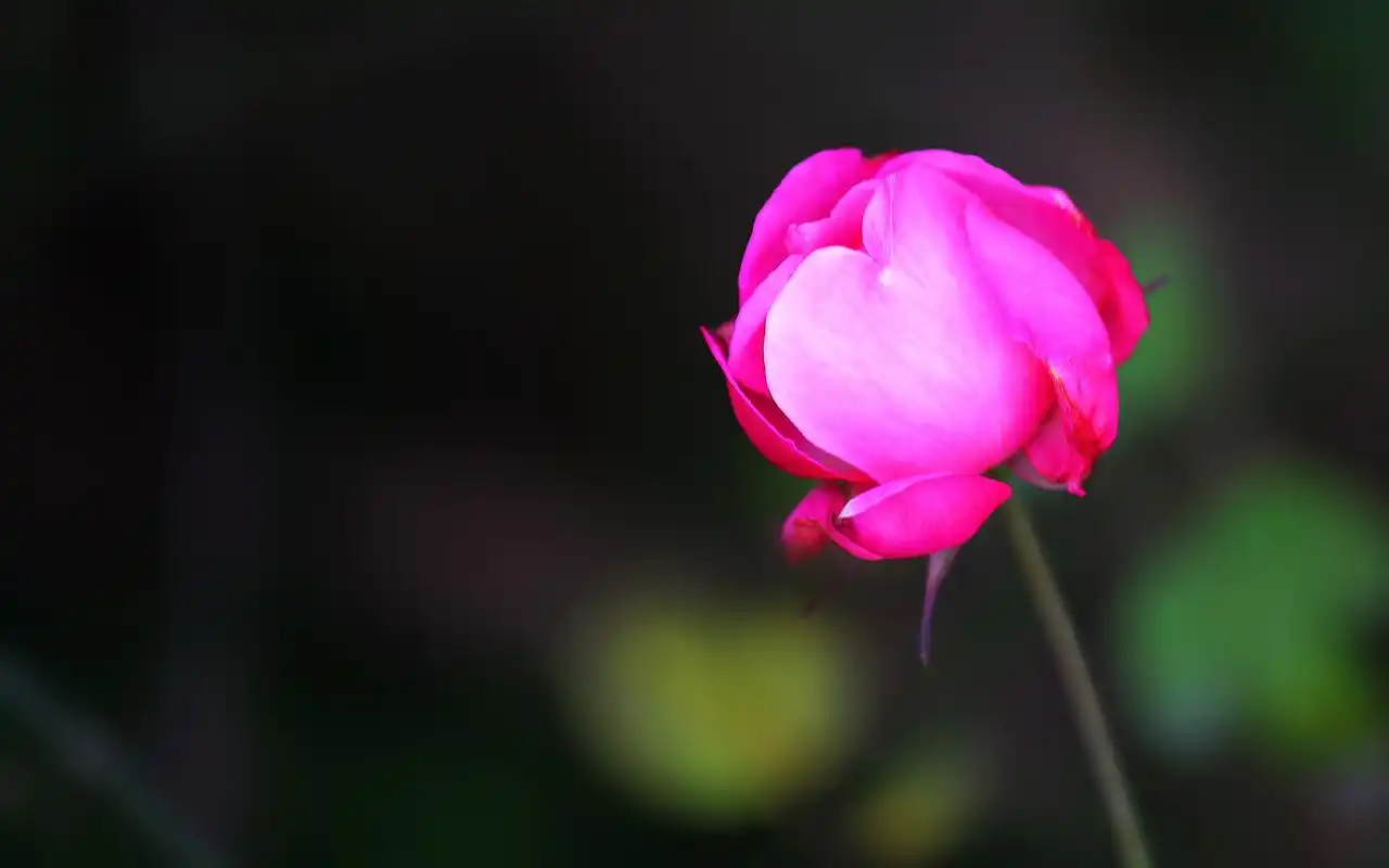 绽放的月季花清新唯美摄影图片桌面壁纸第一辑高清大图预览1920x1200