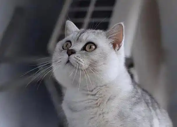 英国短毛猫中,有一种猫叫银渐层,也是非常受欢迎的英短猫,不少人也