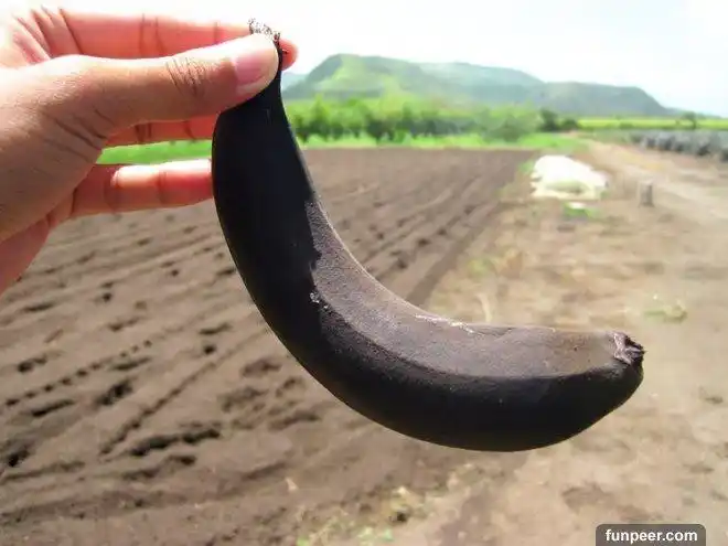 「我也看成黑屌…(面壁」