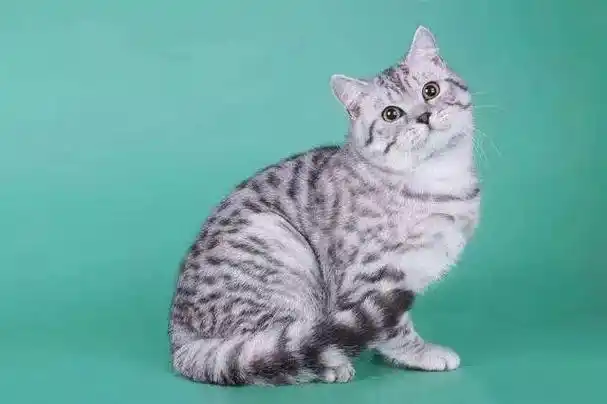 这种美短身上的斑纹就像鱼骨一样分布于猫咪全身,是
