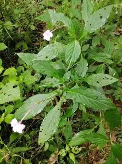 白接骨图片_白接骨的作用与功效