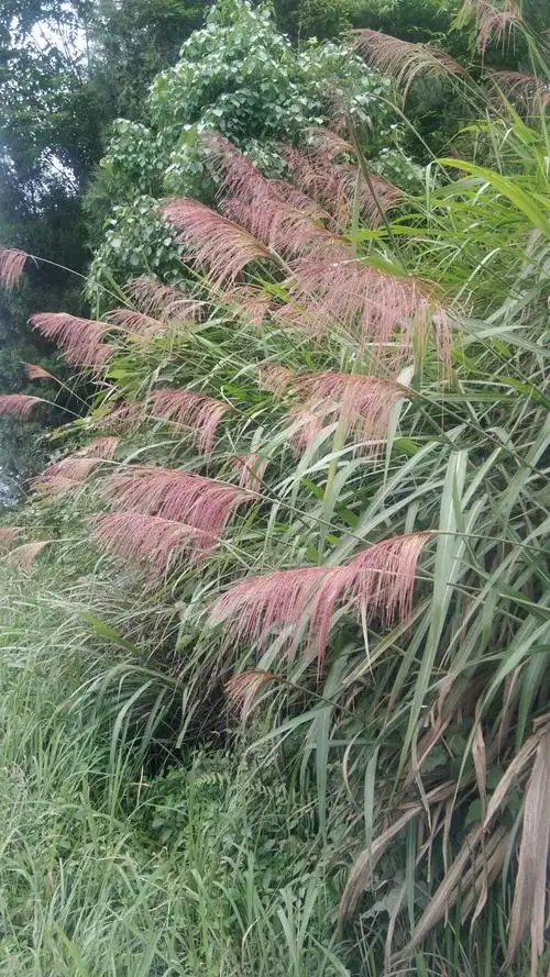 冬茅花开(随笔)