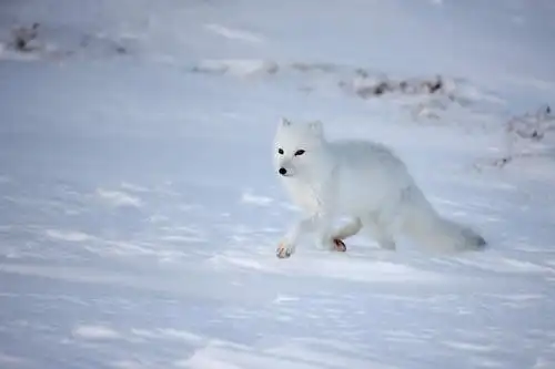 雪,大雪,狐狸,野生动物,阴影,朦胧,模糊,反射,影子,积雪,景观,雪景