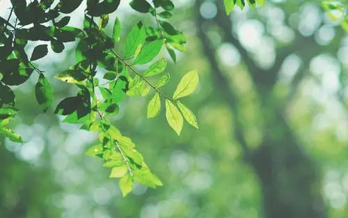 春风朝夕起,吹绿日日深,绿色,护眼,清新,春天,叶子,树林,nobita,^0