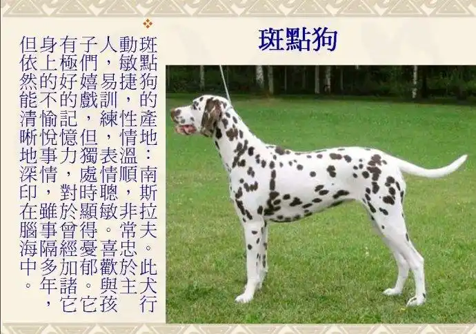 世界名犬介绍