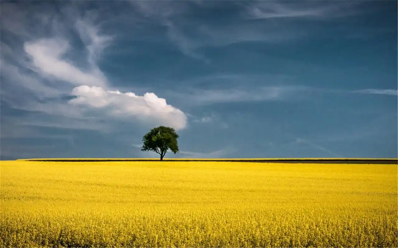 金秋麦田风光唯美高清桌面壁纸