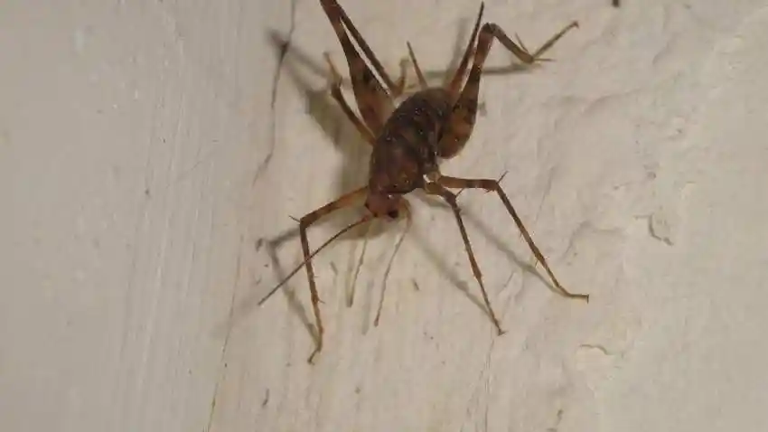 灶马蟋怎么消灭