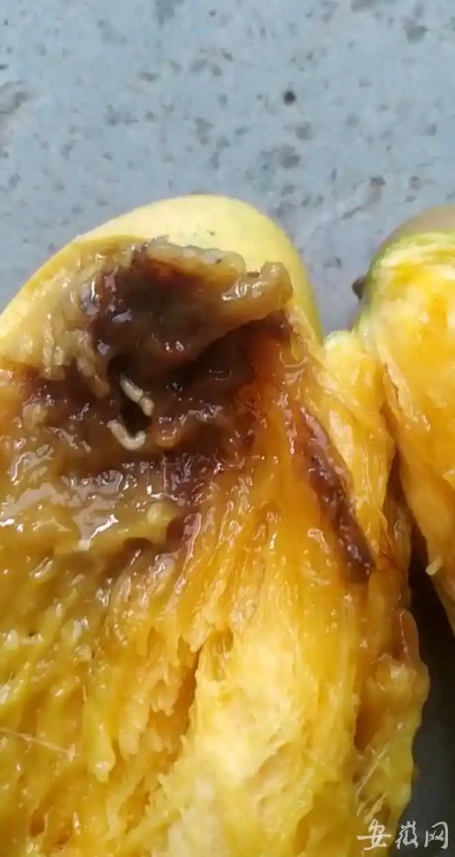 合肥市民网购芒果缺斤少两还吃到活虫子商家失联