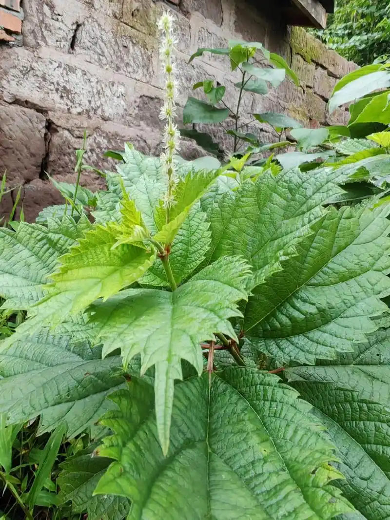 《野线麻》荨麻科 苎麻属,多年生草本植物.别名:野苎麻,大叶 - 抖音