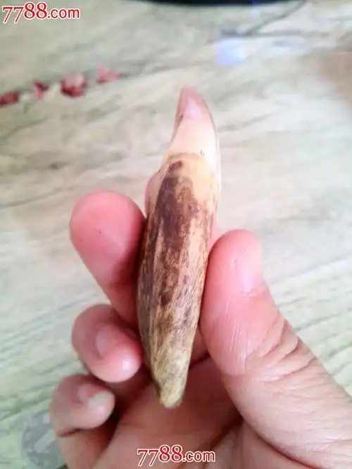 清或民国时期老熊牙一颗