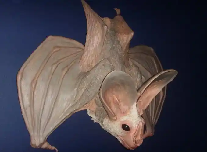 蝙蝠是自然界的"毒王",却百毒不侵,人类未来能拥有这种能力吗