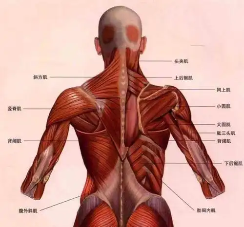 二,背部肌肉训练的好处