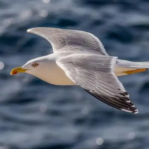 展翅飞翔的海鸥送给喜欢用海鸥做头像的人