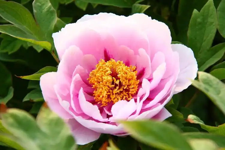 牡丹牡丹花洛阳牡丹甲天下牡丹花图片集二十三明快的色彩